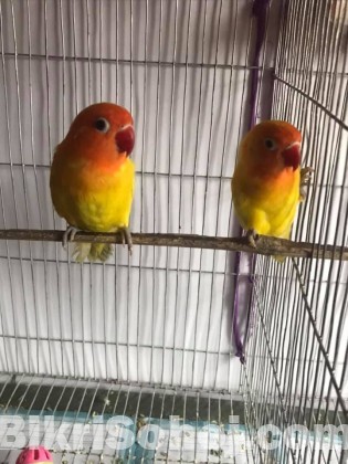 Yellow Fisher Love Birds Sell ( Running Pair )